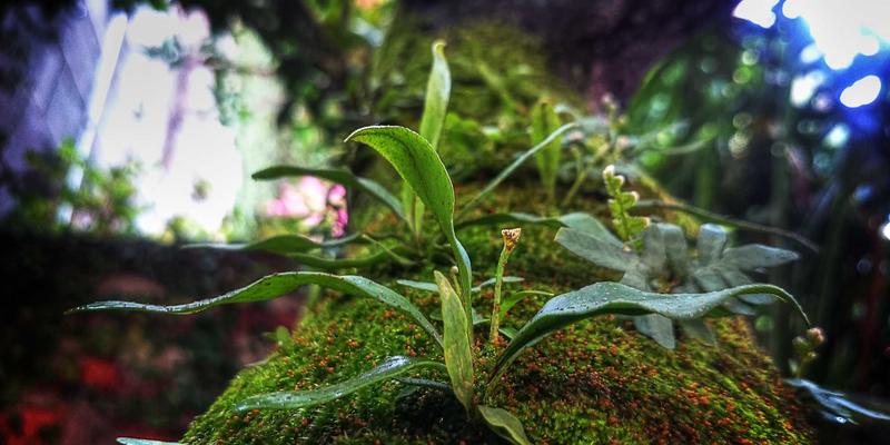 从零打造生态花园:免费种植指南、智能规划工具与种子交换社区全攻略